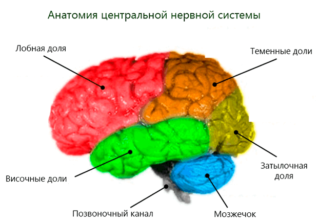 Анатомия центральной нервной системы