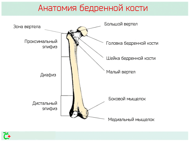 Анатомия бедренной кости