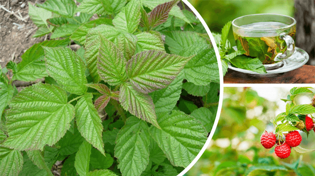 Чай из листьев малины – секрет крепкого здоровья