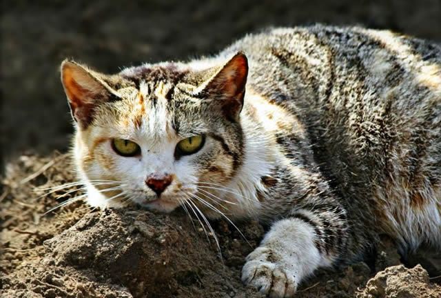 Грязный и толстый кот копается в земле