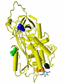 Модель молекулы антитромбина III