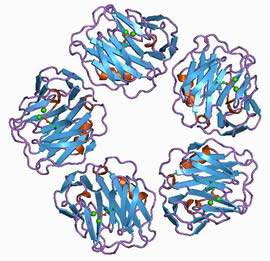 Трёхмерная модель C-реактивного белка