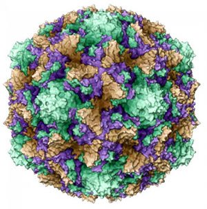 Трехмерная модель тела вируса Коксаки