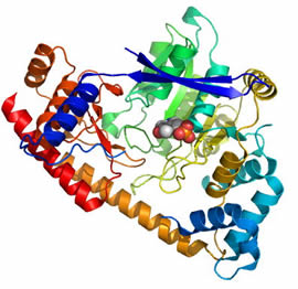 3D модель молекулы аланинаминотрансферазы