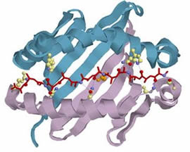 Антитела против цитруллинированного циклического пептида