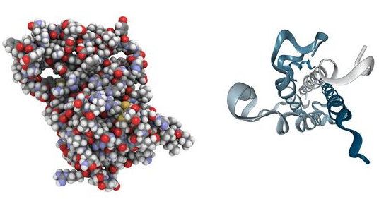 Трёхмерные модели молекулы человеческого гормона роста