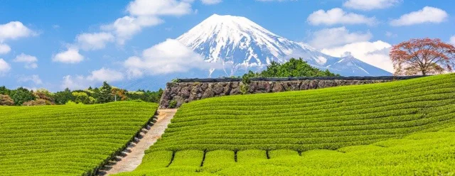 Чайное поле у подножия горы Фудзи