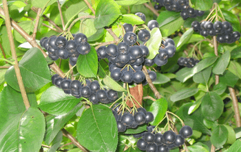 Спелые плоды куста аронии черноплодной рябины